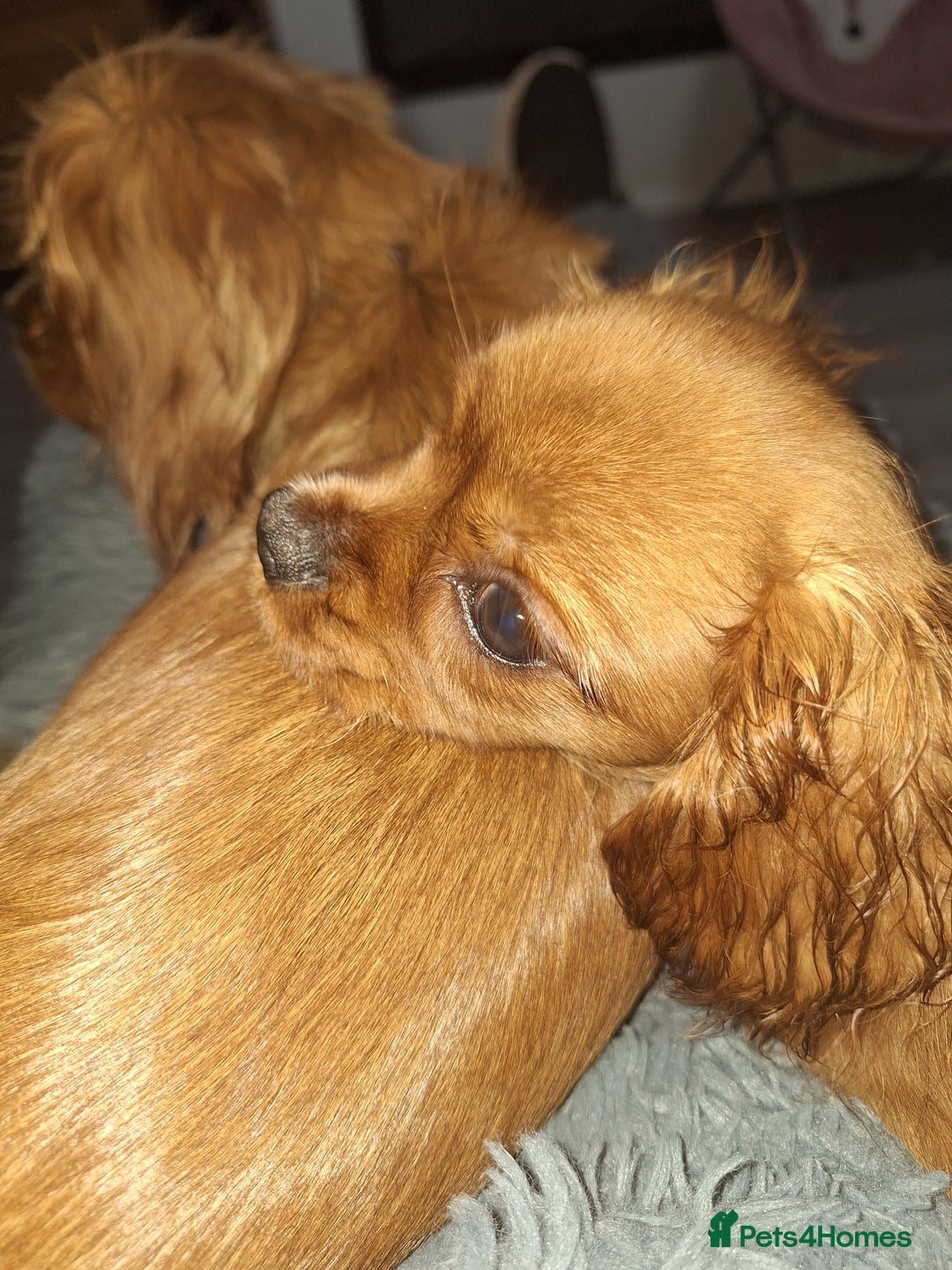 Cavalier King Charles Spaniel dogs for sale: Ruby red cavalier girl - Image 3