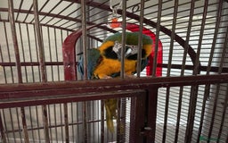 Macaws birds for sale: Blue and Gold Macaw Babies - Image 3