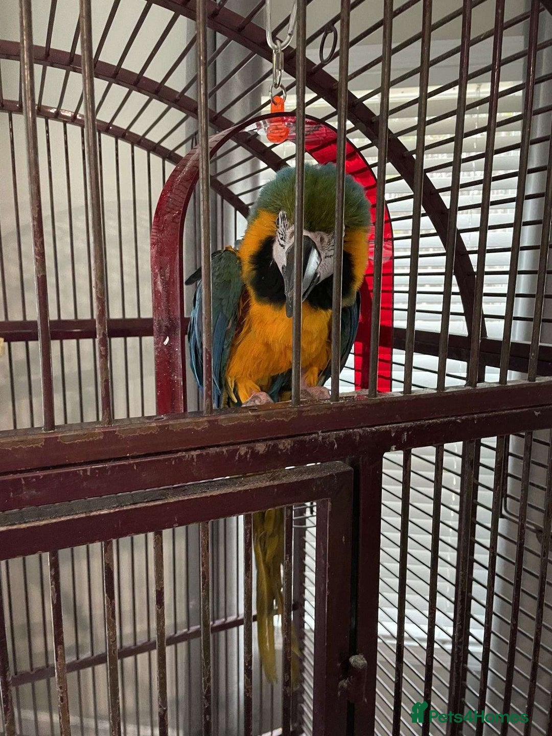 Macaws birds for sale: Blue and Gold Macaw Babies - Image 3