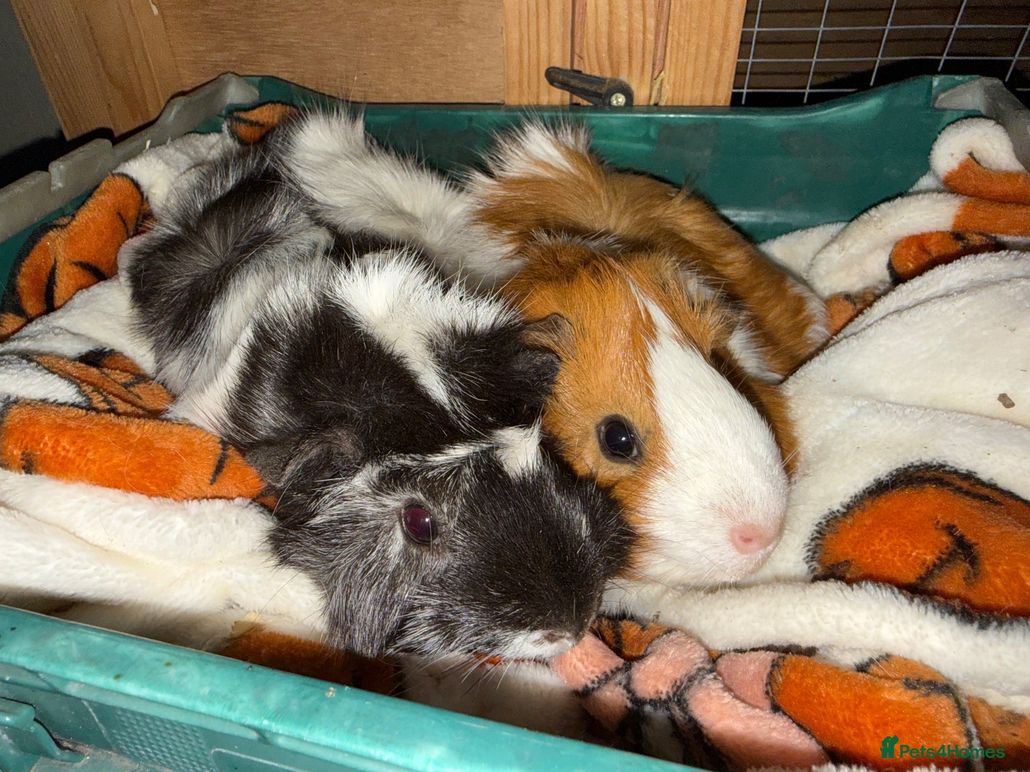 Guinea Pig rodents guinea pigs - Advert 11