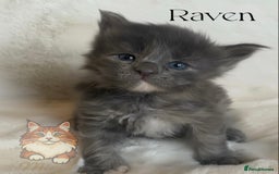 Maine Coon cats for sale: GCCF Blue Torbie Maine Coon Kittens - 3 girls - Advert 9