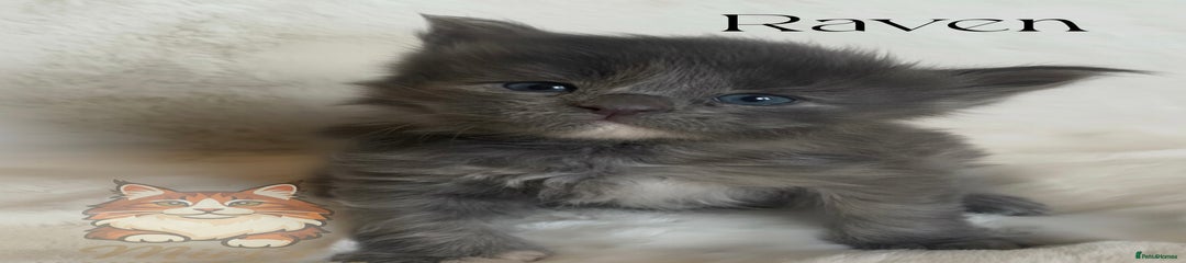 Raven