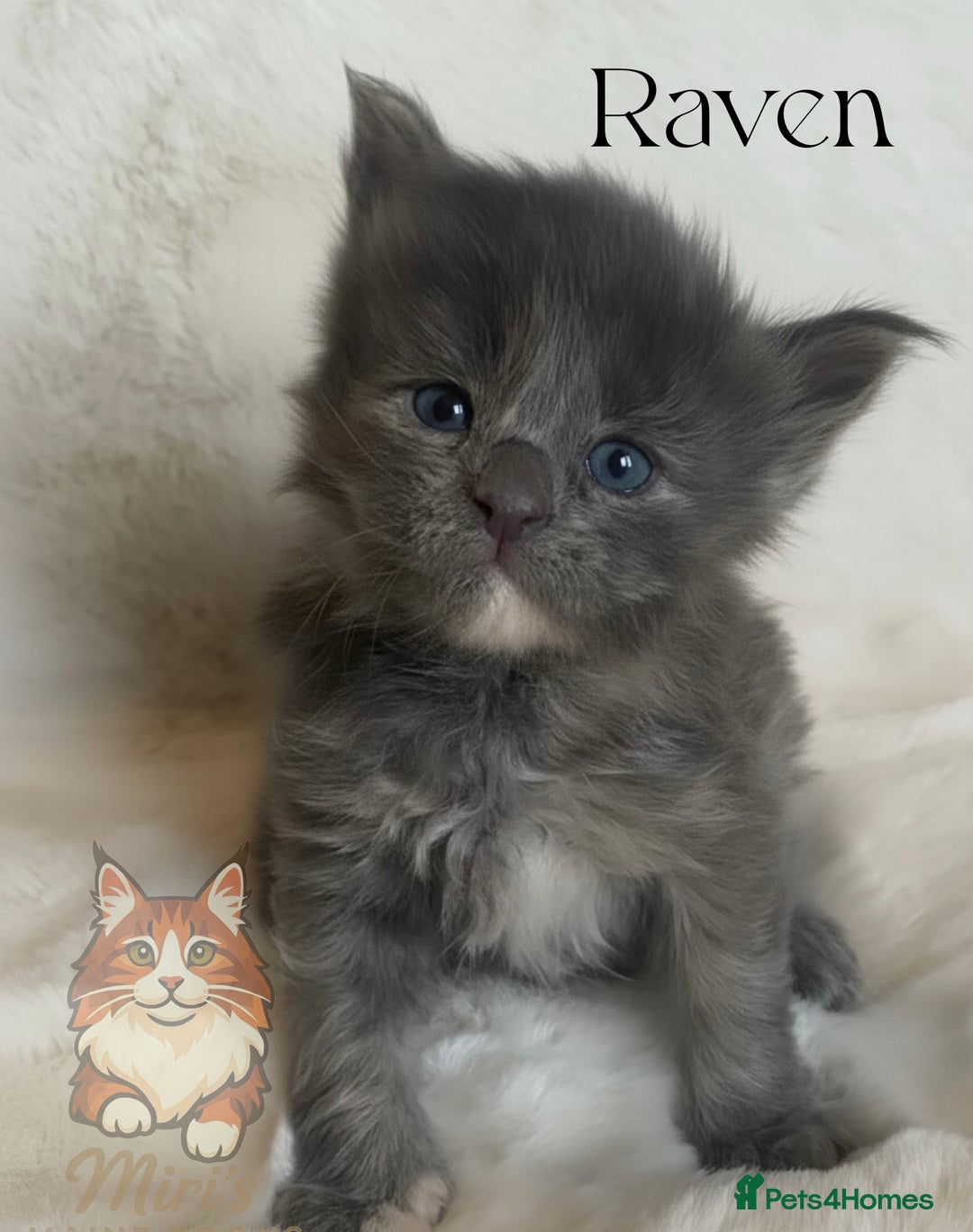 Maine Coon cats for sale: GCCF Blue Torbie Maine Coon Kittens - 3 girls - Advert 9