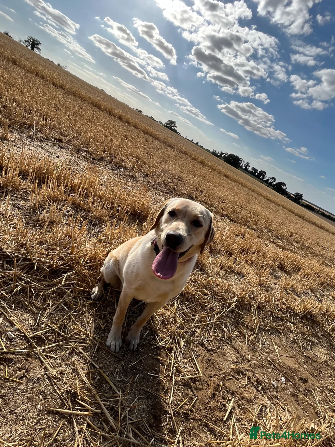 Labrador Retriever dogs for sale: 9 beautiful Labrador puppies  - Advert 1