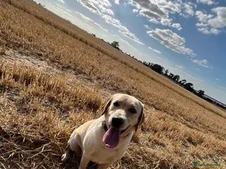 Labrador Retriever dogs 9 beautiful Labrador puppies - Advert 1