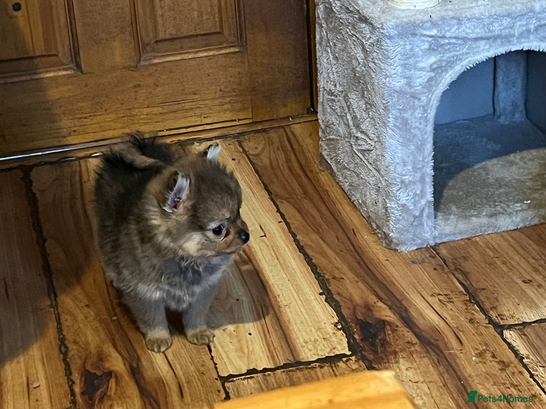 Pomeranian dogs for sale: 3 Pomeranian puppies  - Advert 2