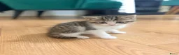 Mixed Breed cats for sale: Beautiful Scottish fold mix kittens 3 girls - Advert 4