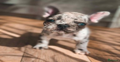 French Bulldog dogs - Advert 3