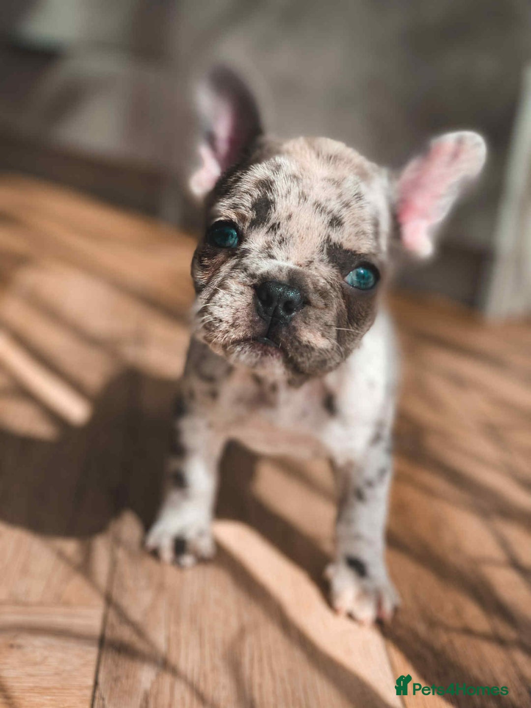 French Bulldog dogs for sale: French bulldog  - Image 3