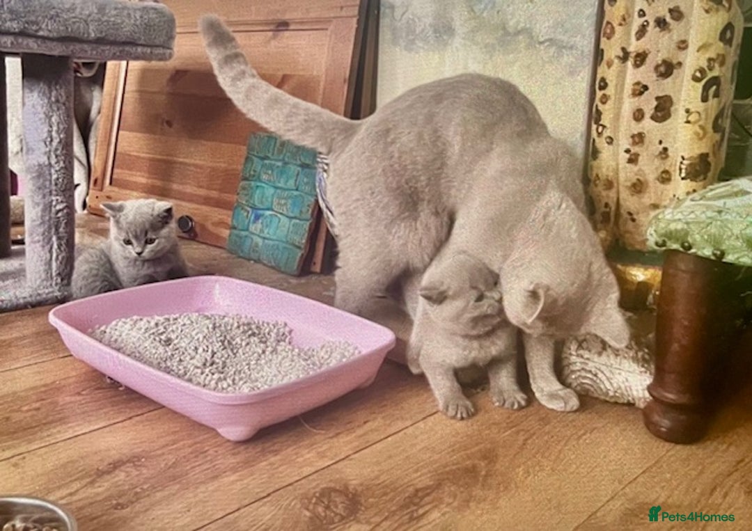 British Shorthair cats for sale: Two cuddly blue boys from loving family home - Image 8