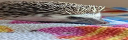 Pygmy Hedgehog rodents for sale: Gorgeous Hoglets Ready to Reserve Now - Advert 8