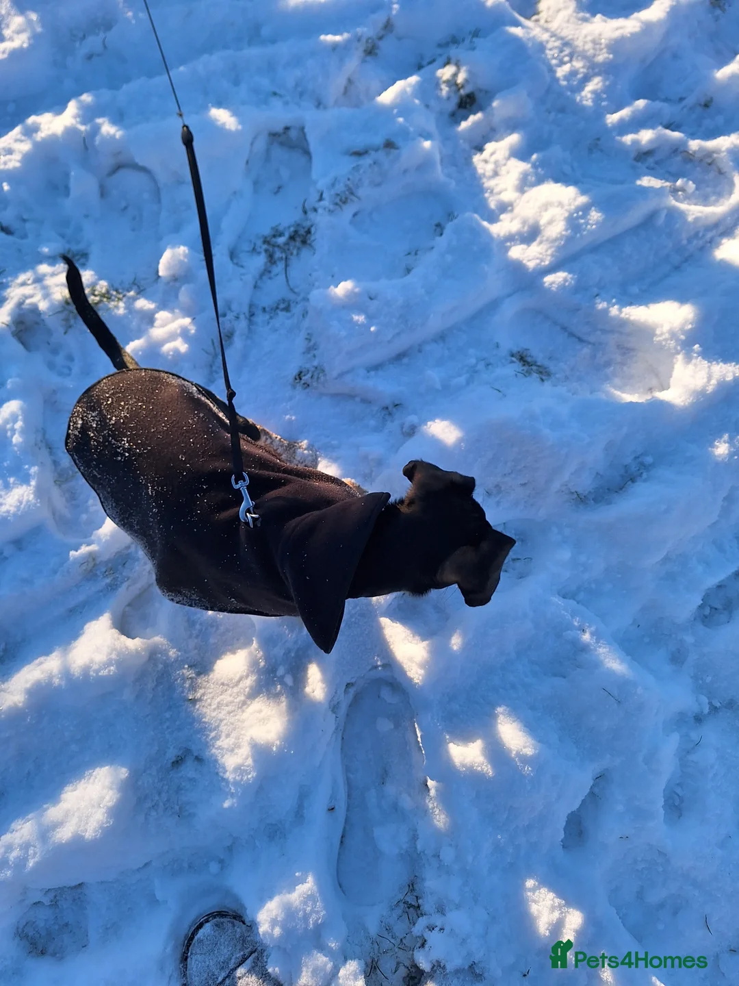 Mixed Breed dogs for sale: Looking for an amazing home - Advert 3