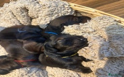 Dachshund dogs for sale: 5 beautiful long-haired Dachshunds pupps - Image 15