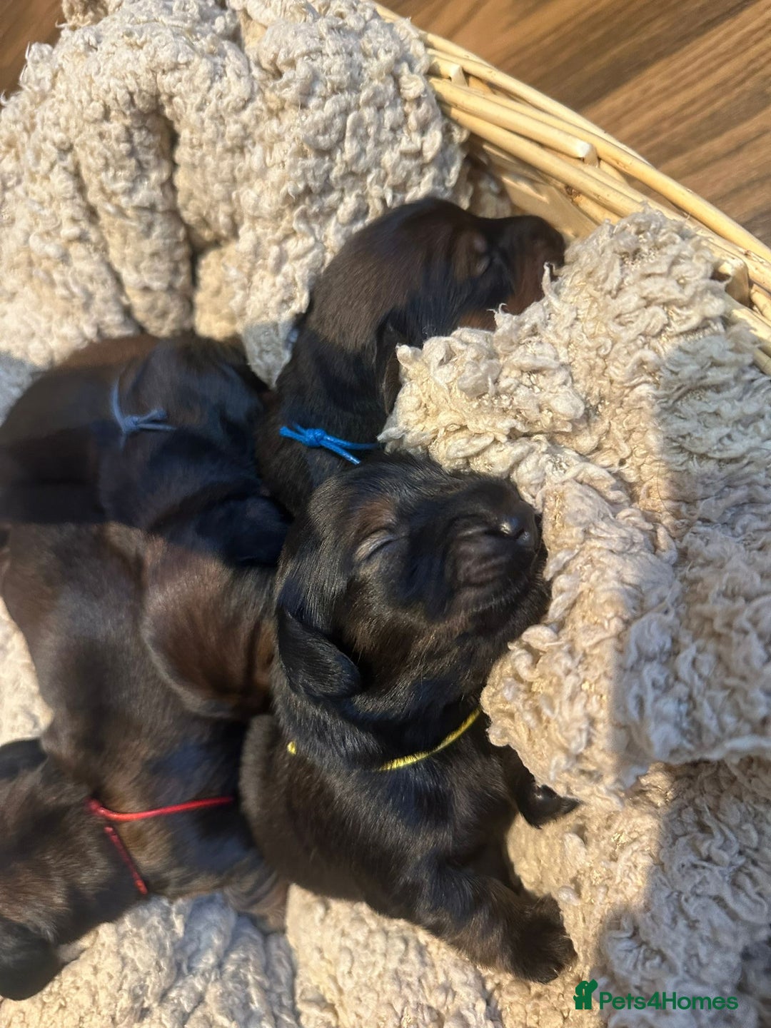 Dachshund dogs for sale: 5 beautiful long-haired Dachshunds pupps - Image 15