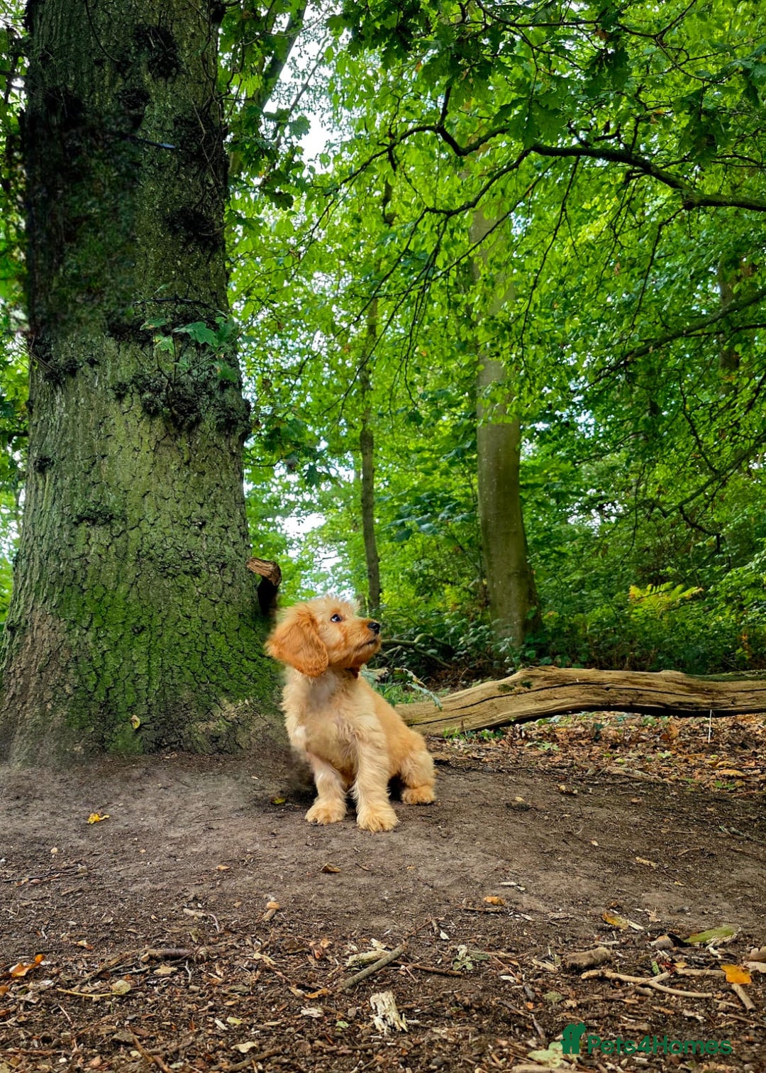 Cockapoo dogs for sale: Cockapoo - Advert 4