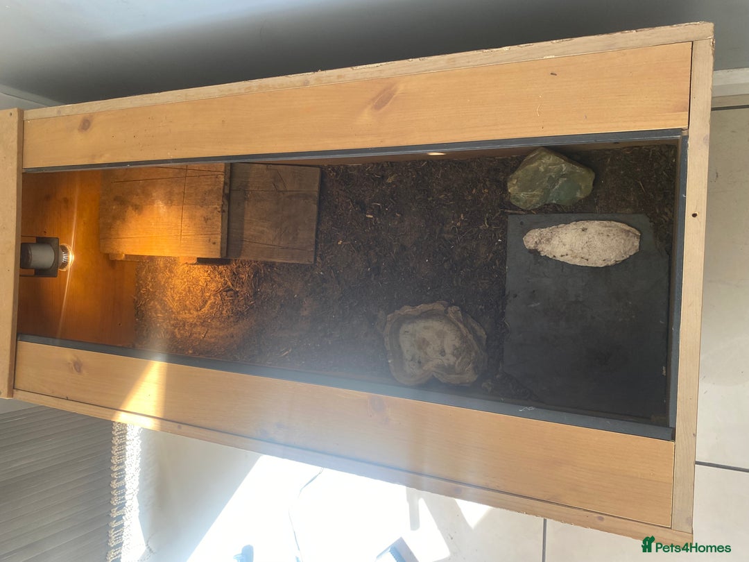 Hermann Tortoise reptiles for sale: Male, Herman tortoise and cage  - Image 5
