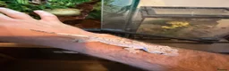 Gecko reptiles for sale: Dalmation crested geckos  - Advert 3