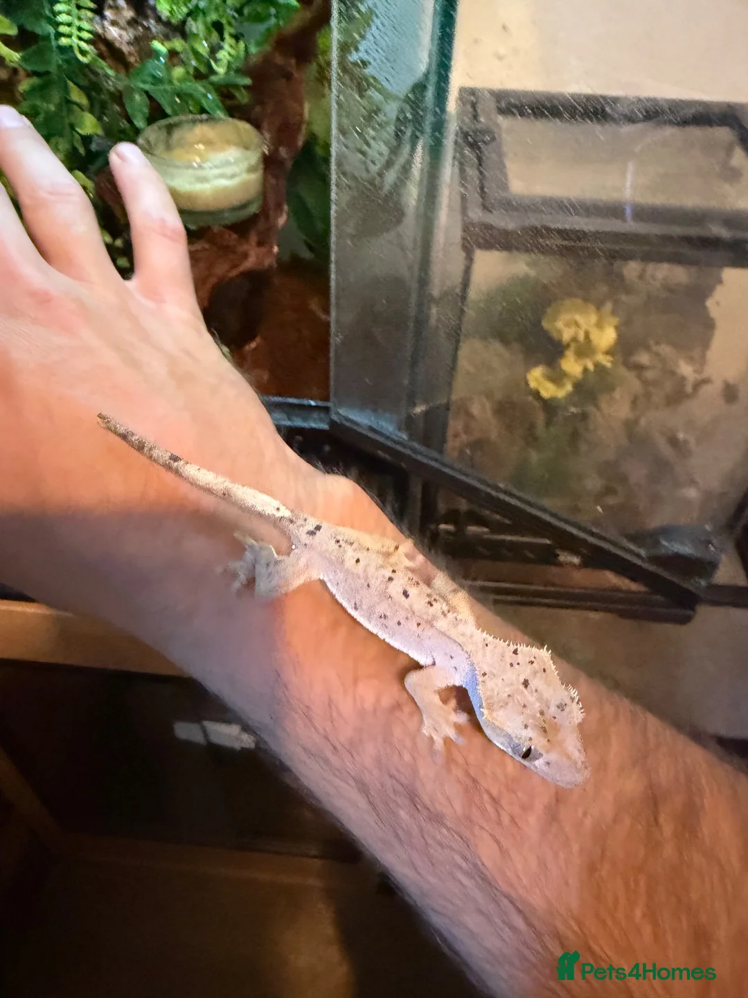 Gecko reptiles for sale: Dalmation crested geckos  - Advert 3
