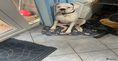 Boxer dogs - Advert 7