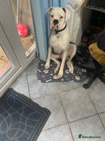 Boxer dogs - Advert 7