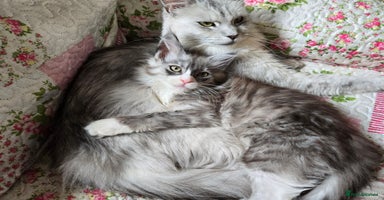 Maine Coon cats - Advert 2