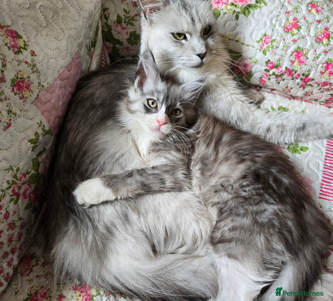 Maine Coon cats for sale: Beautiful playful Maine Coon kittens  - Image 3
