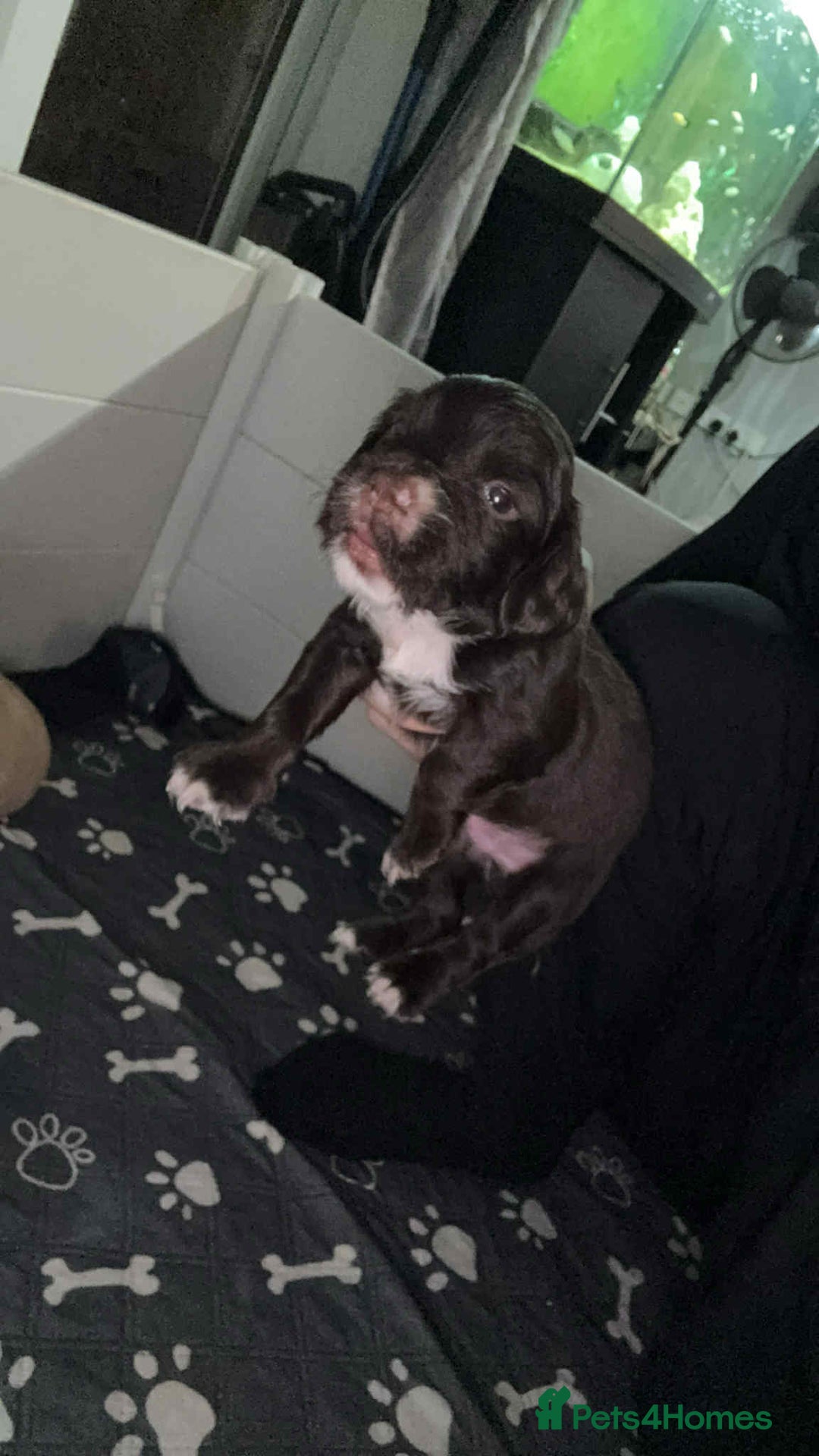 Cocker Spaniel dogs for sale: 1 stunning little boy cockerspaniel  - Image 5