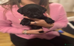 Labrador Retriever dogs for sale: Outstanding Litter of KC registered Labradors  - Image 19