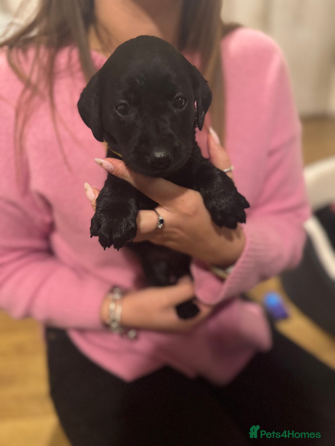 Labrador Retriever dogs for sale: Outstanding Litter of KC registered Labradors  - Image 19