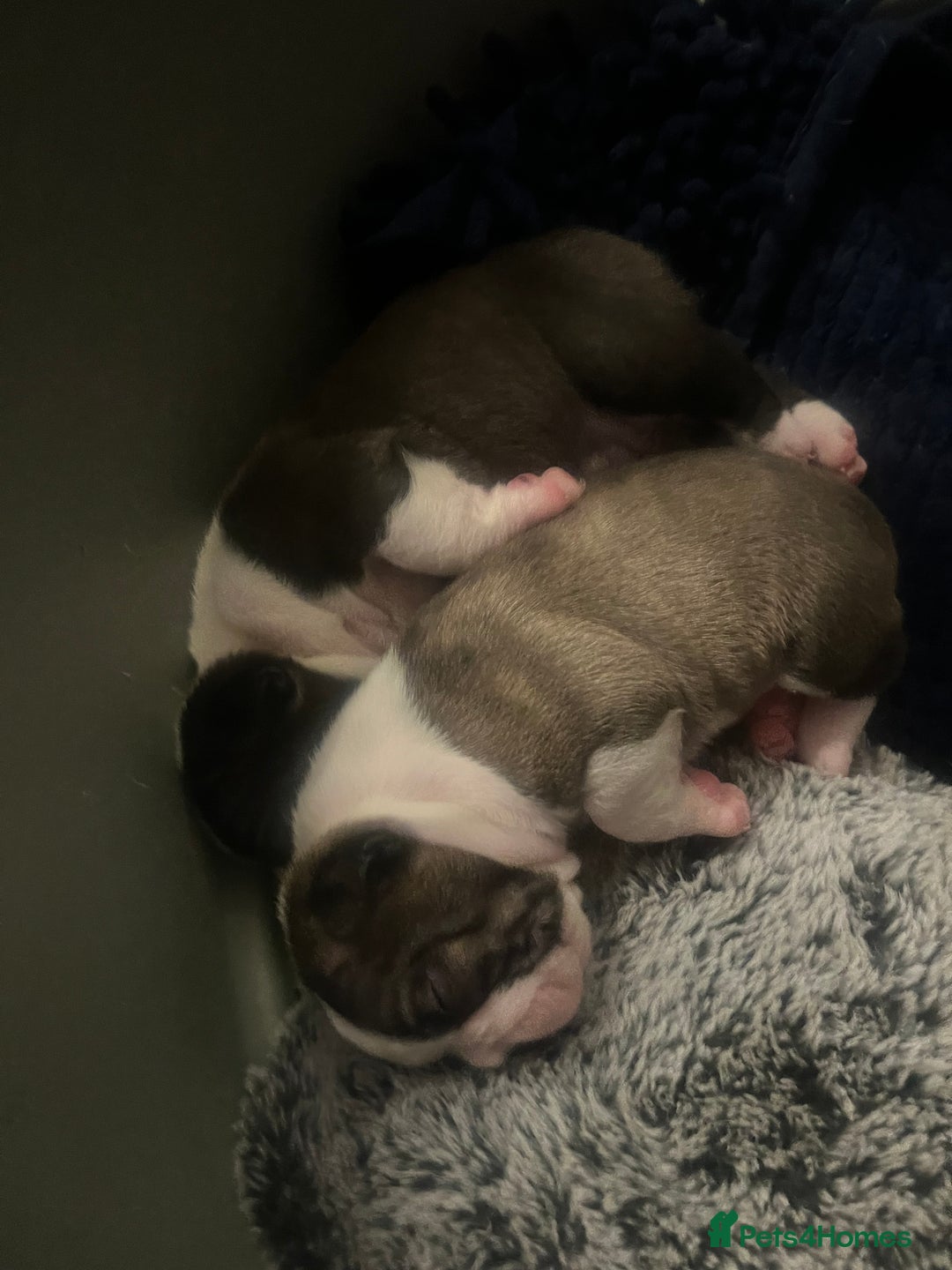 Boston Terrier dogs for sale: Boston Terrier Puppies. Ready in 2 weeks.  - Advert 13