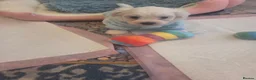 Bichon Frise dogs for sale: Cute puppies 🩷🩷💙💙 - Advert 13
