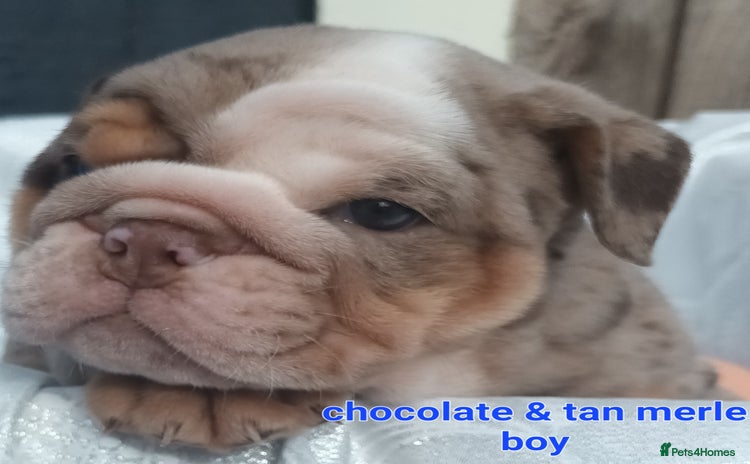 English Bulldog dogs - Advert 4