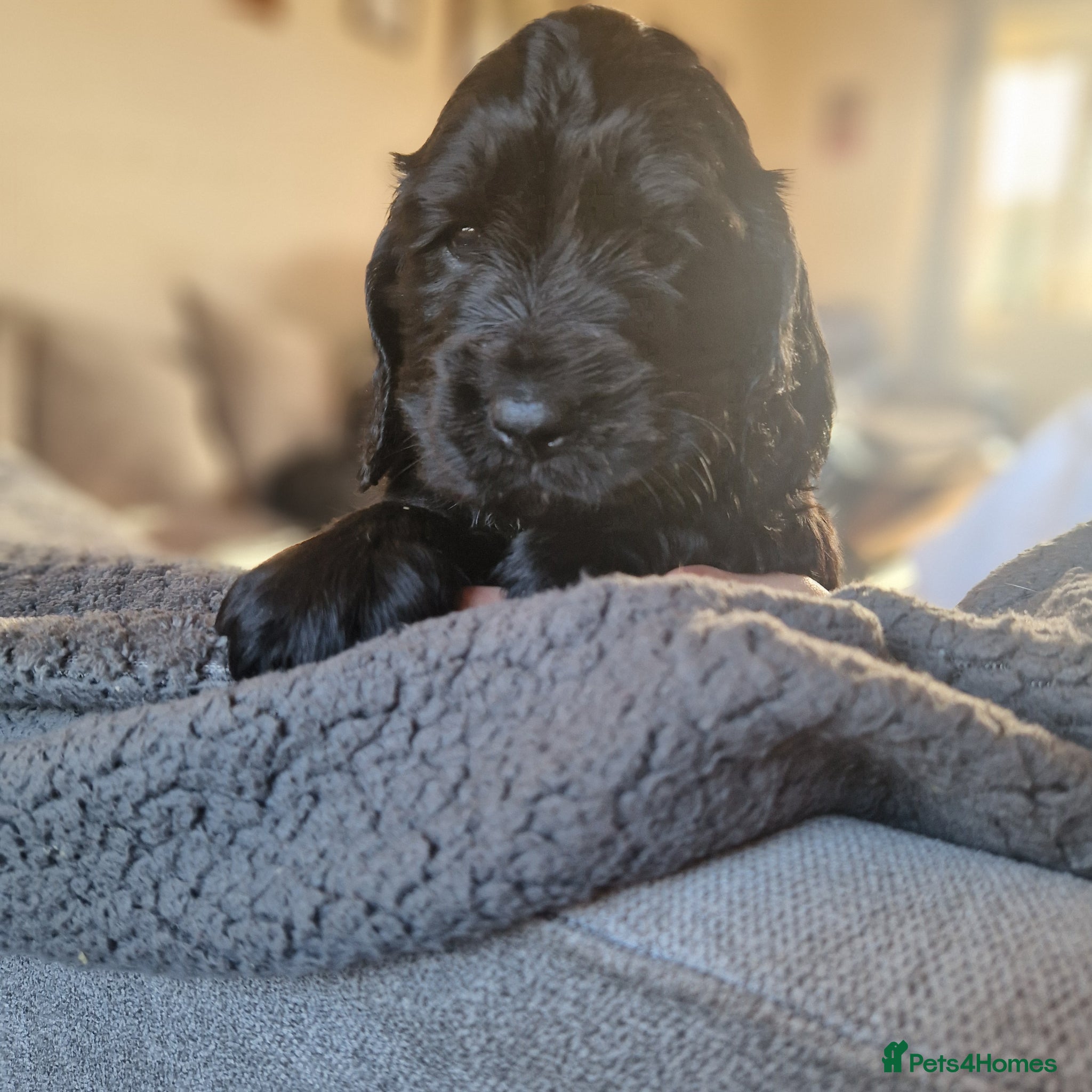 Sprocker dogs 3 BEAUTIFULL SPROCKERS FOR SALE! - Advert 1