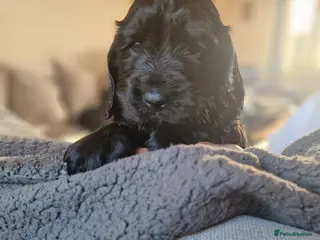 Sprocker dogs 3 BEAUTIFULL SPROCKERS FOR SALE! - Advert 1