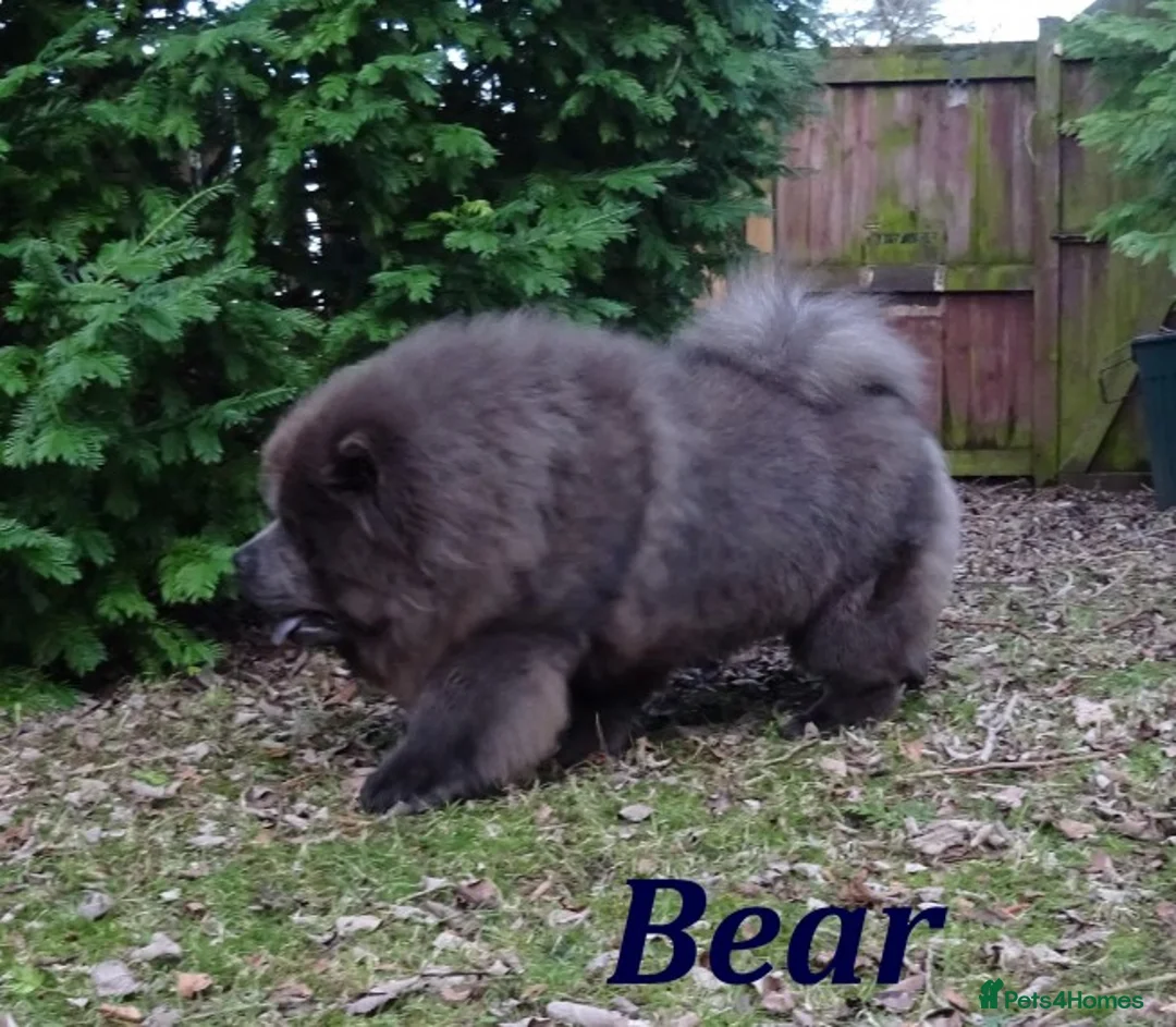 Chow Chow dogs for stud: blue chow now at stud, kc reg. proven in Wingate - Advert 4
