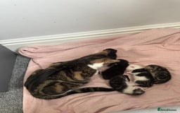 Domestic Shorthair cats for sale: beautiful tabby and black and white kittens - Image 29