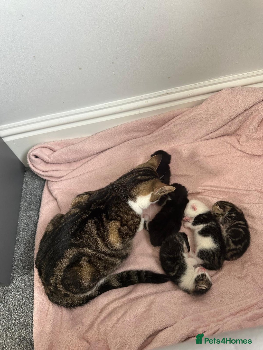 Domestic Shorthair cats for sale: beautiful tabby and black and white kittens - Image 29