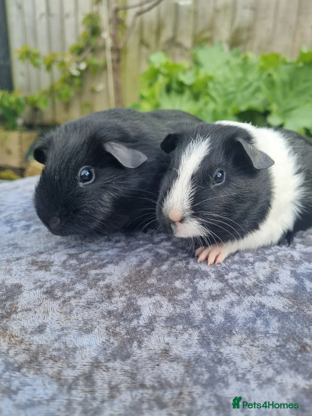 Guinea Pig rodents for sale: Two pairs of male guinea pigs  - Advert 1