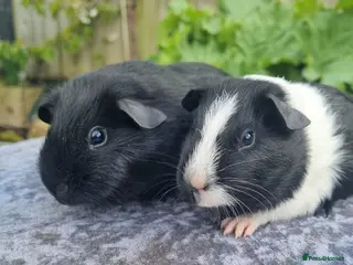 Guinea Pig rodents Two pairs of male guinea pigs - Advert 1