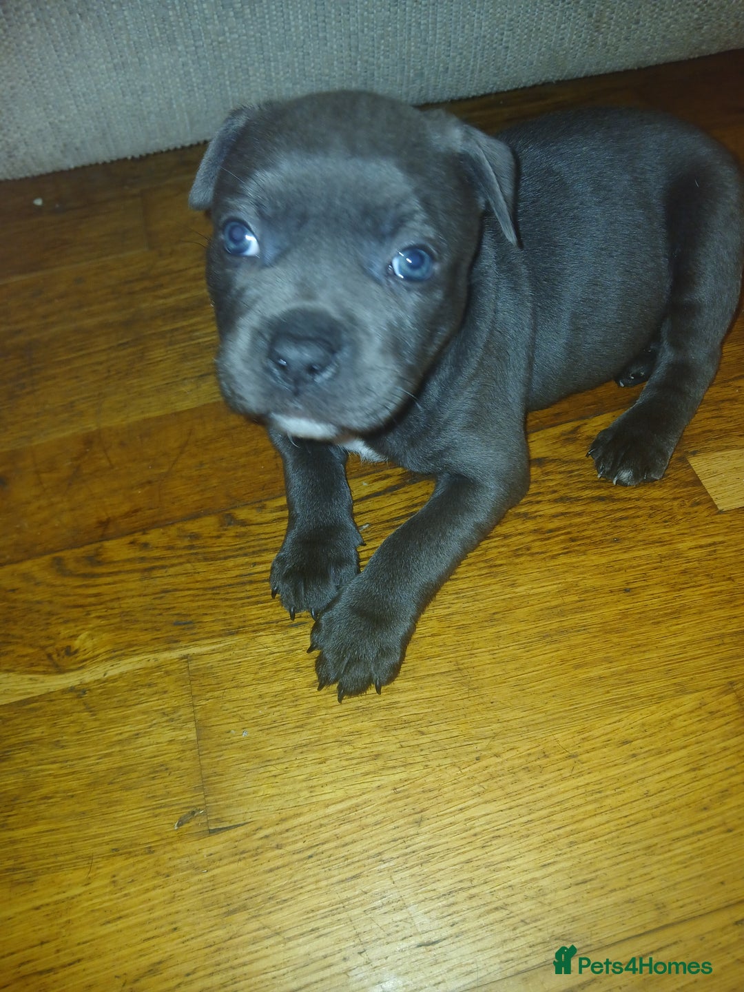 Staffordshire Bull Terrier dogs for sale:  KC Staffordshire Bull terriers - Image 24