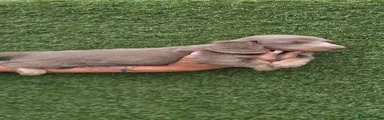 Dachshund Puppy 1