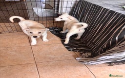 Mixed Breed dogs for sale: Huskador puppies (last little girl) in Shipley - Image 11