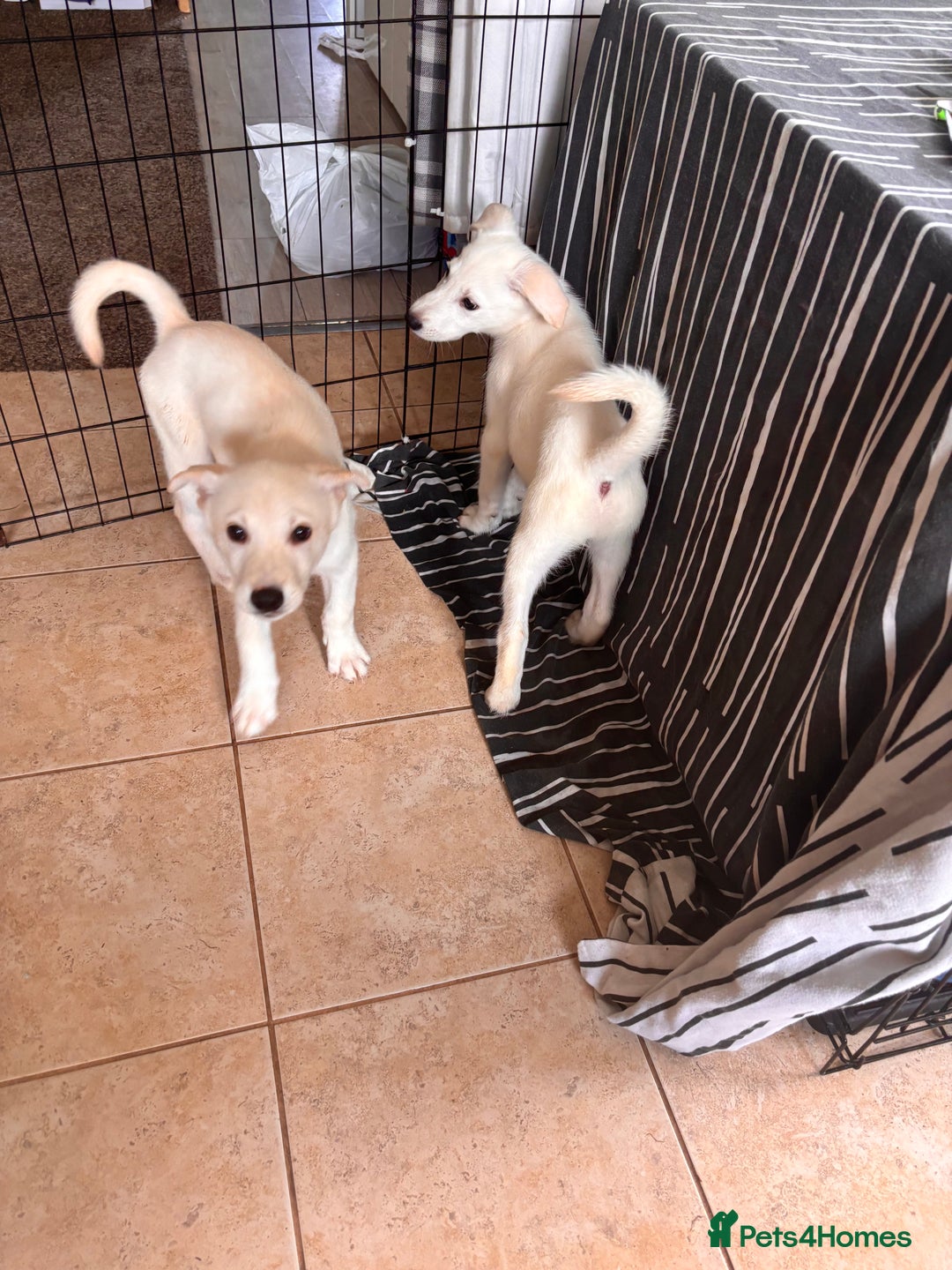 Mixed Breed dogs for sale: Huskador puppies (last little girl) in Shipley - Image 11