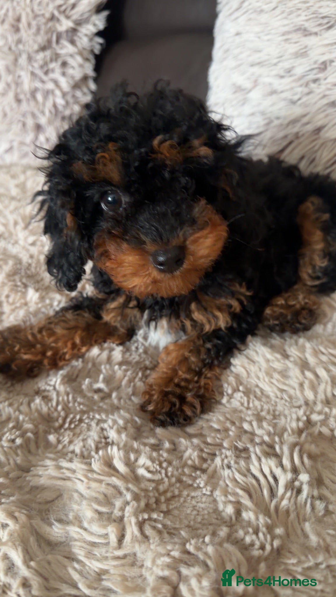 Cavapoo dogs Cavapoo puppy  - Advert 5