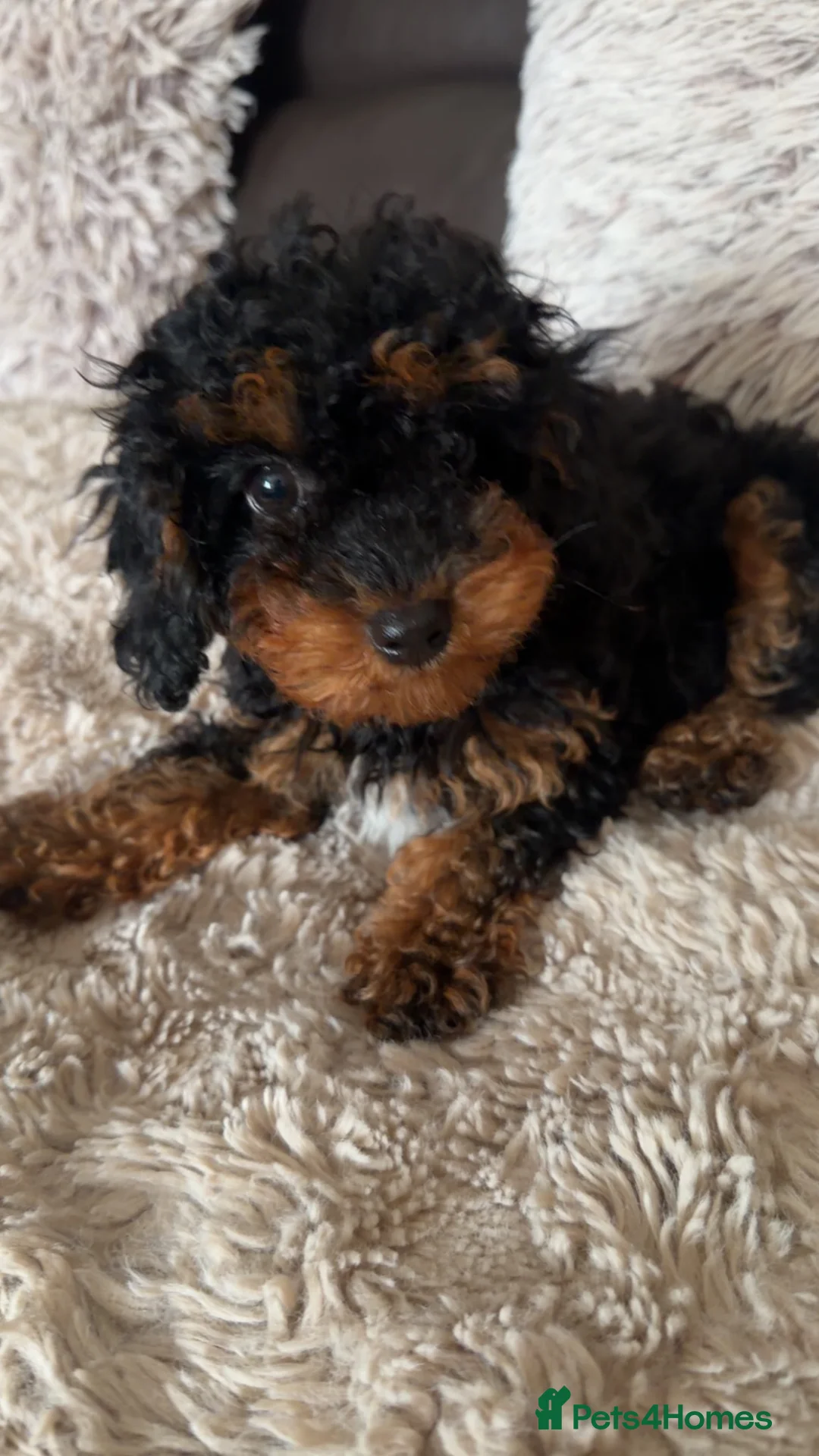 Cavapoo dogs for sale: Cavapoo puppy  - Advert 1