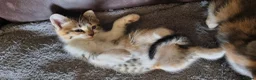 Mixed Breed cats for sale: Pretty kittens looking for loving homes  - Advert 5