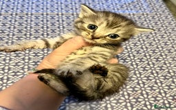 Mixed Breed cats for sale: 6 British Shorthair cross kittens  - Image 6
