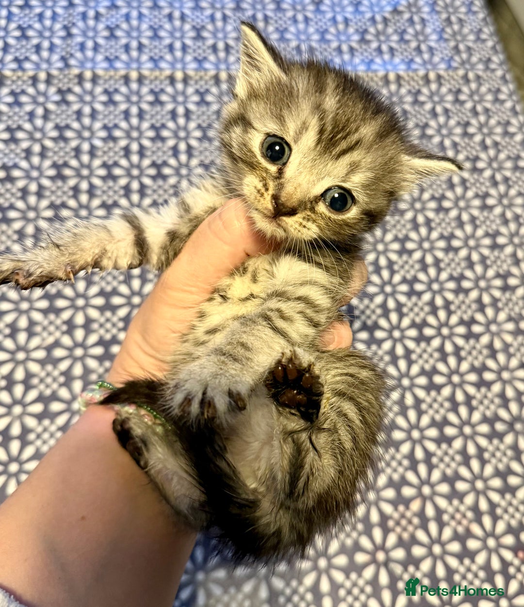 Mixed Breed cats for sale: 6 British Shorthair cross kittens  - Image 6