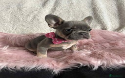 French Bulldog dogs for sale: KC Reg lilac & tan velvet French Bulldog - Image 5