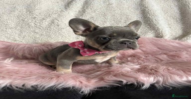 French Bulldog dogs - Advert 8